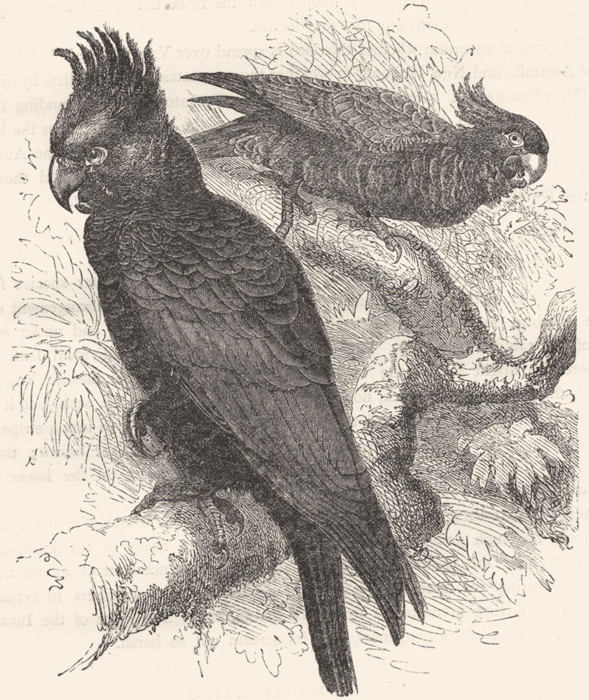 BIRDS. Cracker. Cockatoo. Helmet c1870 old antique vintage print picture